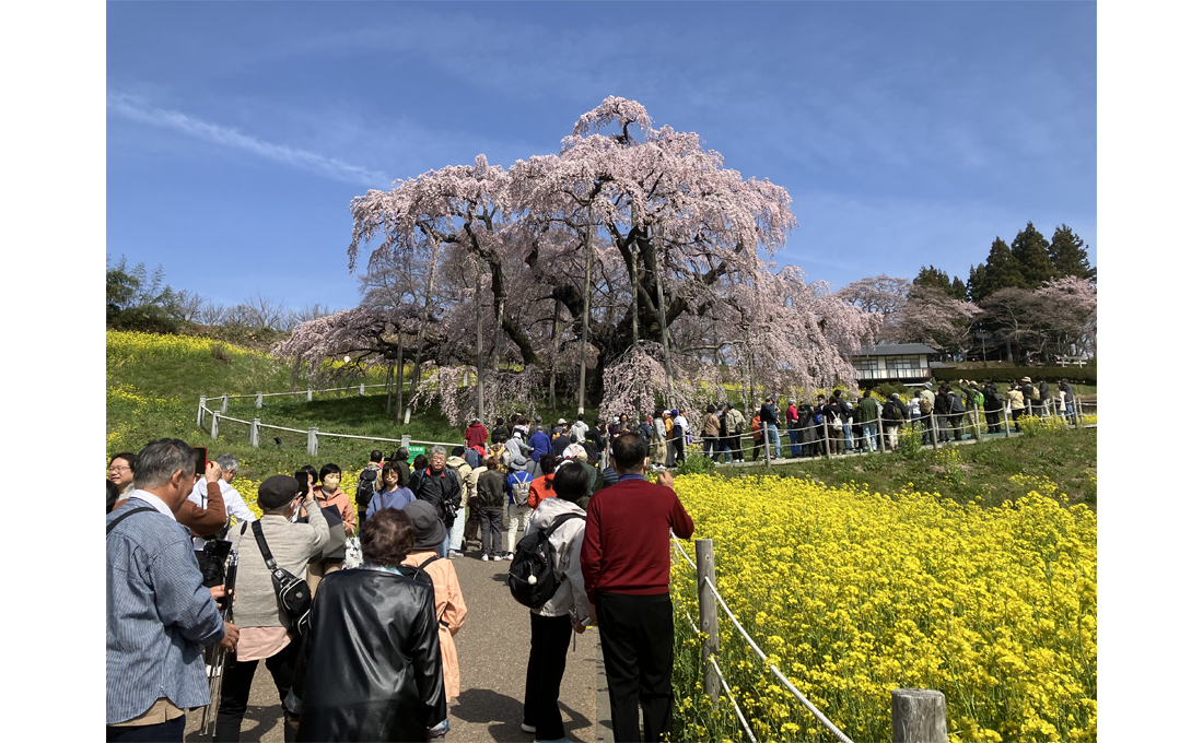 2025年4月の四季旅物語（三春の滝桜）